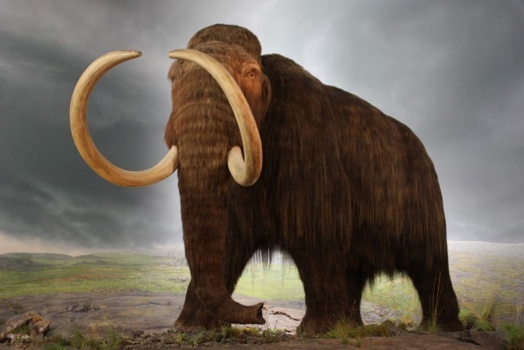 wooly_mammoth-de-extinction china